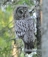 Great Grey Owl - Strix nebulosa © John Muddeman